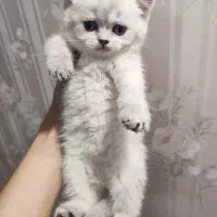 گربه بریتیش ماده|گربه|شیراز, فرهنگ شهر|دیوار