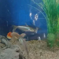 ماهی پنگوسی گیاخوار