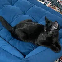 واگذاری گربه در رشت|گربه|رشت, معلولین|دیوار