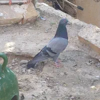 کفتر پرشی و رنگ|پرنده|خنجین, |دیوار