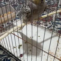 عروس هلندی