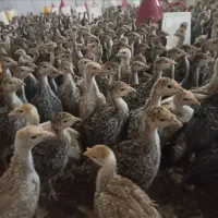 بوقلموبرنز  نیمچه یکماهه و پنجاه روزه