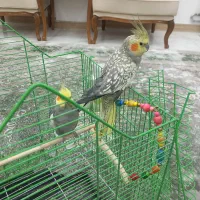 عروس هلندی جفت