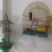 چهار عدد طوطی همراه قفس