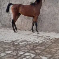 اسب مادیون خالص دره شوری