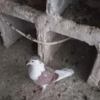 کبوتر|پرنده|آشخانه, |دیوار