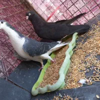 بدرنگ|پرنده|پیر بکران, |دیوار