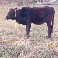 لیشه چالوسی جنس خوب