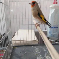 پرنده سرای رضاخانی