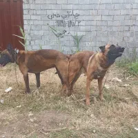 ماده مالینیوز