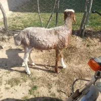 یک عدد تقلی تخمی  درجه یک چینی|حیوانات مزرعه|دوزین, |دیوار