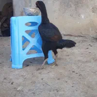 تخم مرغ لاری