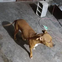 سگ پیتبول|سگ|امیدیه, |دیوار