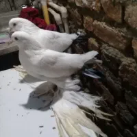 کبوتر