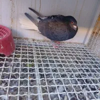 چند عدد کبوتر دورگ وپلاکی کمیاب آس|پرنده|لنجان, |دیوار