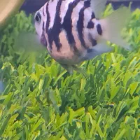 ماهی پرت پلار|ماهی|تهران, منیریه|دیوار