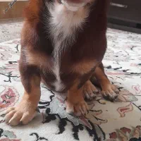 سگ پینچر انگلیسی پاکوتاه کوتوله|سگ|کرمانشاه, |دیوار