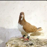 ساده هفترنگ‌ بدون عیب