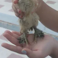 جوجه مرغ محلی