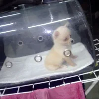 سگ جیبی فنجونی شیواوا|سگ|قائم‌شهر, |دیوار