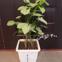 قطعات و لوازم جانبی|قطعات و لوازم جانبی رایانه|اسلامآباد غرب, |دیوار