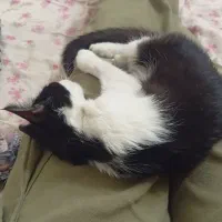 واگذاری گربه اسموکینگ سه ماهه، خانگی و آموزش دیده|گربه|نسیم‌شهر, |دیوار