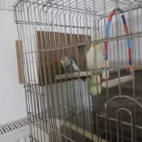 یک جفت عروس