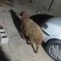 گوسفند|حیوانات مزرعه|هندیجان, |دیوار