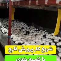 پرورش قارچ دکمه ای/ آموزش پرورش قارچ/سالن قارچ