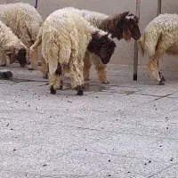 گوسفند نر