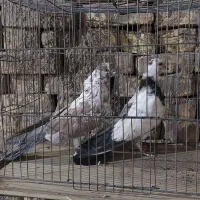 دوجفت نرو ماده پرشی فوق العاده