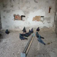 ۱۱عدد کبوتر زاغ|پرنده|کاکی, |دیوار