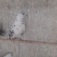 چن عدد کفتر دونه ای ۳۰۰ یه جایی