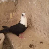 کبوتر آگهی بخون