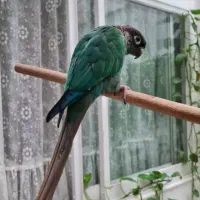 گرینچیک|پرنده|تهران, جنت‌آباد مرکزی|دیوار