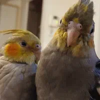 عروس هلندی|پرنده|ری, دولت‌آباد|دیوار