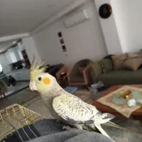 عروس هلندی گلباقالی|پرنده|شهر بابک, |دیوار