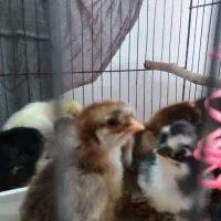 جوجه محلی کاکلی، گردن گلابی|حیوانات مزرعه|لاهیجان, کوی زمانی|دیوار