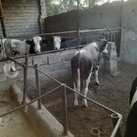 گوساله نرو ماده