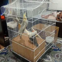عروس هلندی