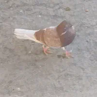 کبوتر سرخ نر