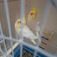 عروس هلندی لوتینو|پرنده|اهواز, کوی جواهری|دیوار