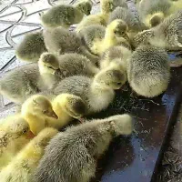 جوجه غاز محلی