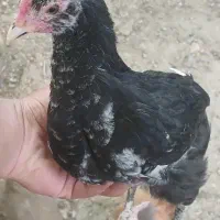 نیمجه