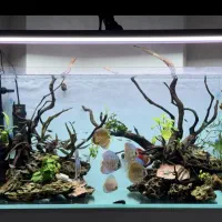 دکور سرویس و راه اندازی آکواریوم