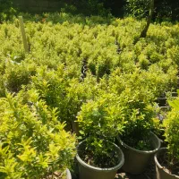 شمشاد طلایی