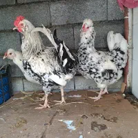 مرغ و خروس گلین