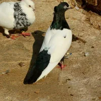 ماده سینهای‌پرنده|پرنده|اهواز, منازل کارون|دیوار