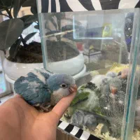 جوجه سرلاکی و نرم خور راهب (تک و تعداد)ملنگو کاسکو