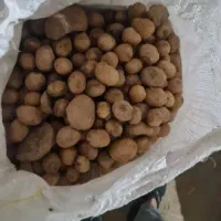 بذری